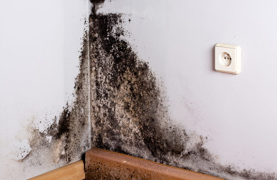 The Health Dangers Of Black Mold