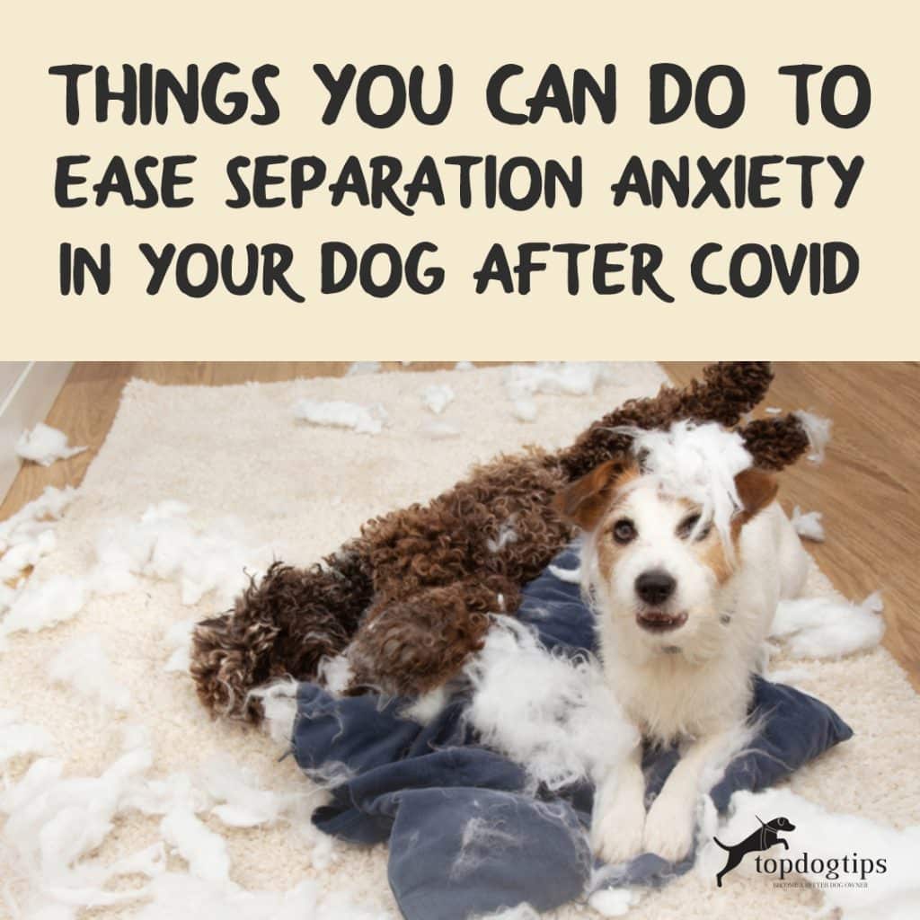 Things You Can Do To Ease Separation Anxiety In Your Dog After Covid
