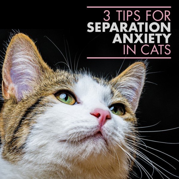 Three Methods for Cat Separation Anxiety