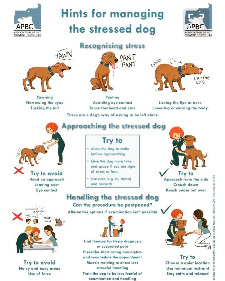 Tips to manage the Stressed dog