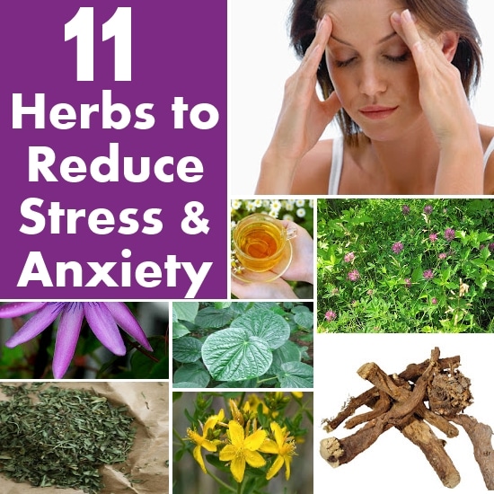 Top 11 Herbs to Reduce Stress and Anxiety