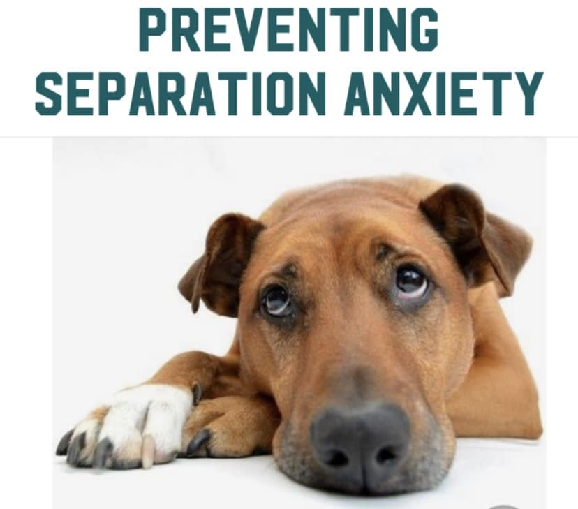 Top Tips on how to help Separation Anxiety with our pups
