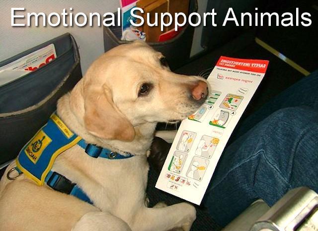 Understanding How to Get an Emotional Support Dog Letter ...