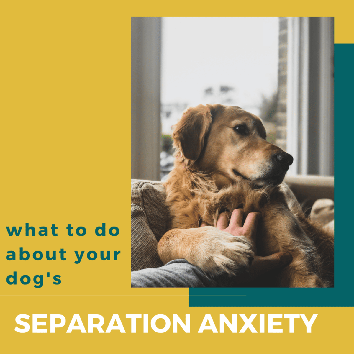 What to do About Your Dogâs Separation Anxiety