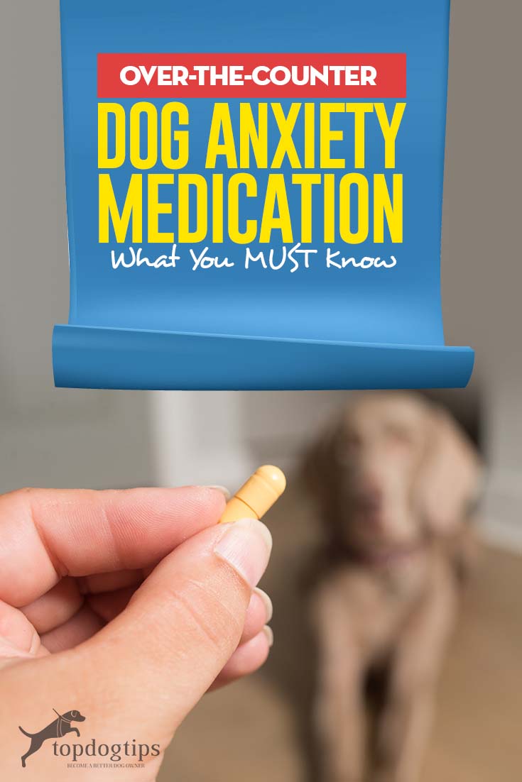 What You Must Know About Dog Anxiety Medication Over the ...