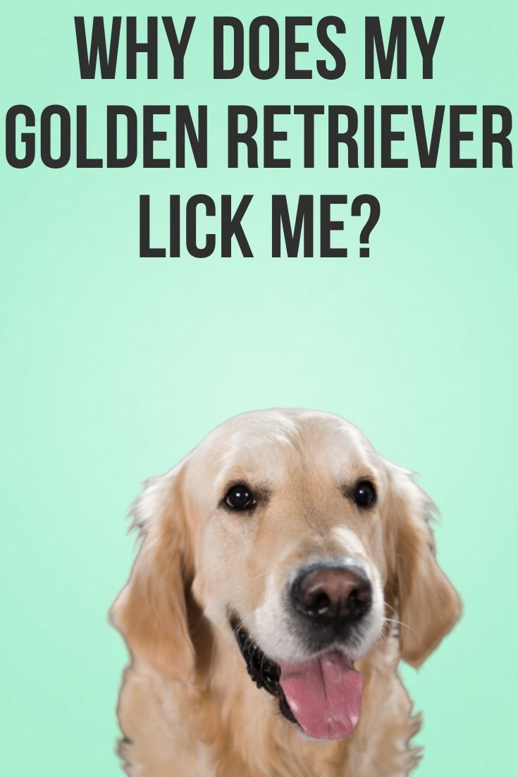 Why does my Golden Retriever lick me?