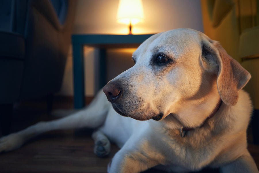 Why Does My Senior Dog Have Anxiety at Night? â K& H Pet Products